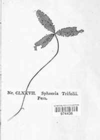 Sphaeria trifolii image